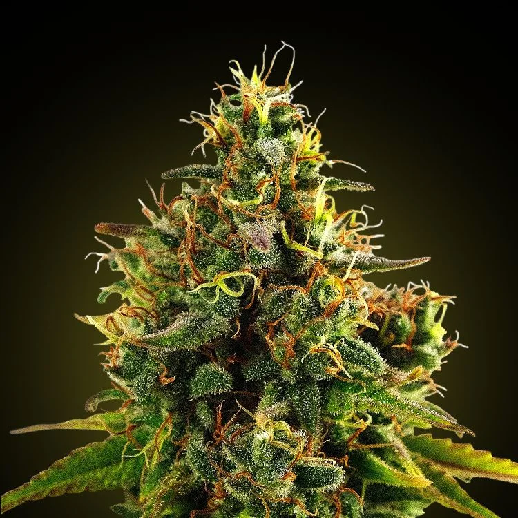 Mimosa van Seeds Mafia