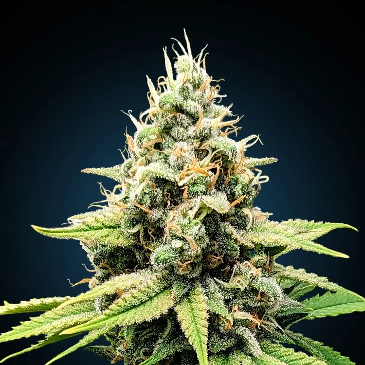 Blue Dream van Seeds Mafia