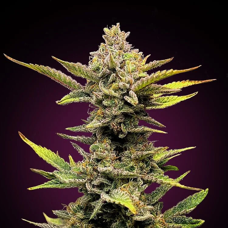 Girl Scout Cookies van Seeds Mafia