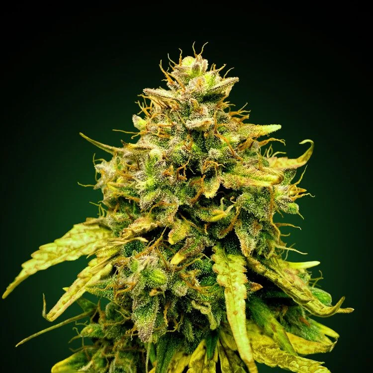 Black Cookies van Seeds Mafia