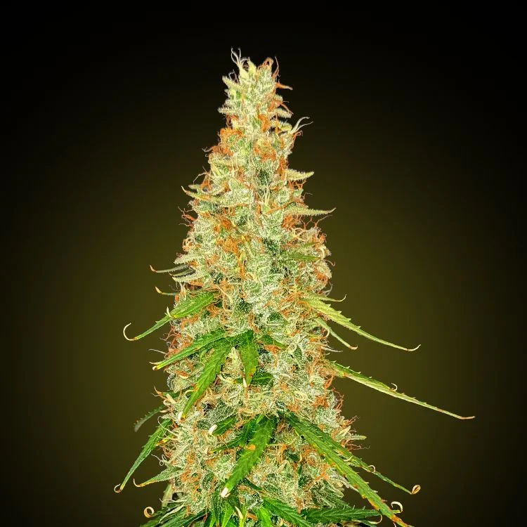 White Rhino van Seeds Mafia