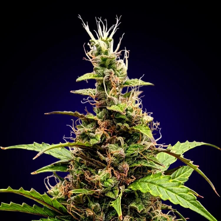 Somango van Seeds Mafia