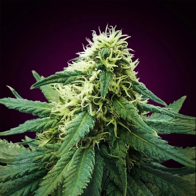 Sacitrus Haze van Seeds Mafia