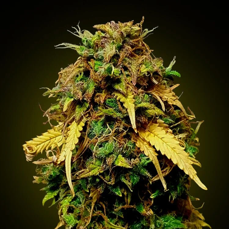 Green Crack van Seeds Mafia