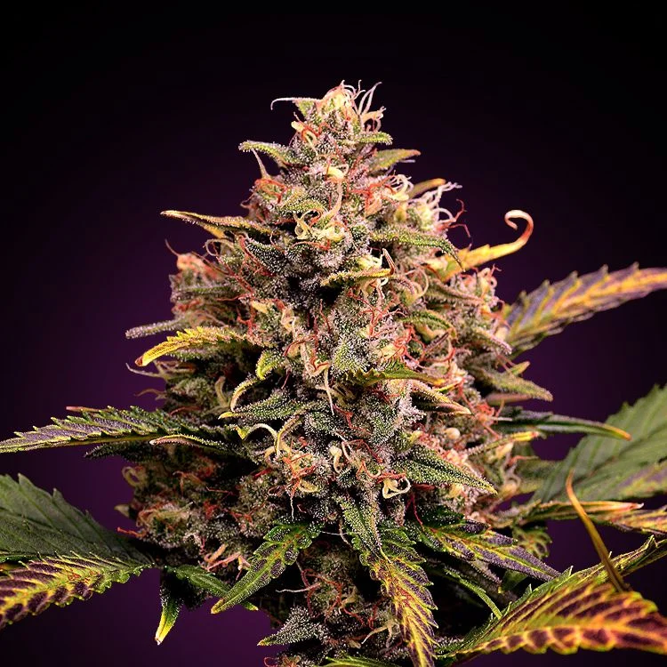 Grapefruit van Seeds Mafia
