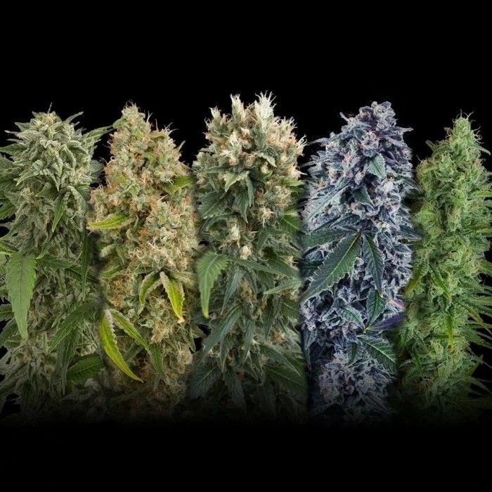 Mix van Seeds Mafia