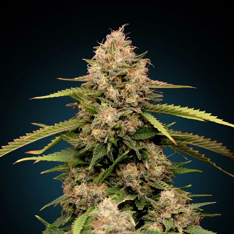 Thompson van Seeds Mafia