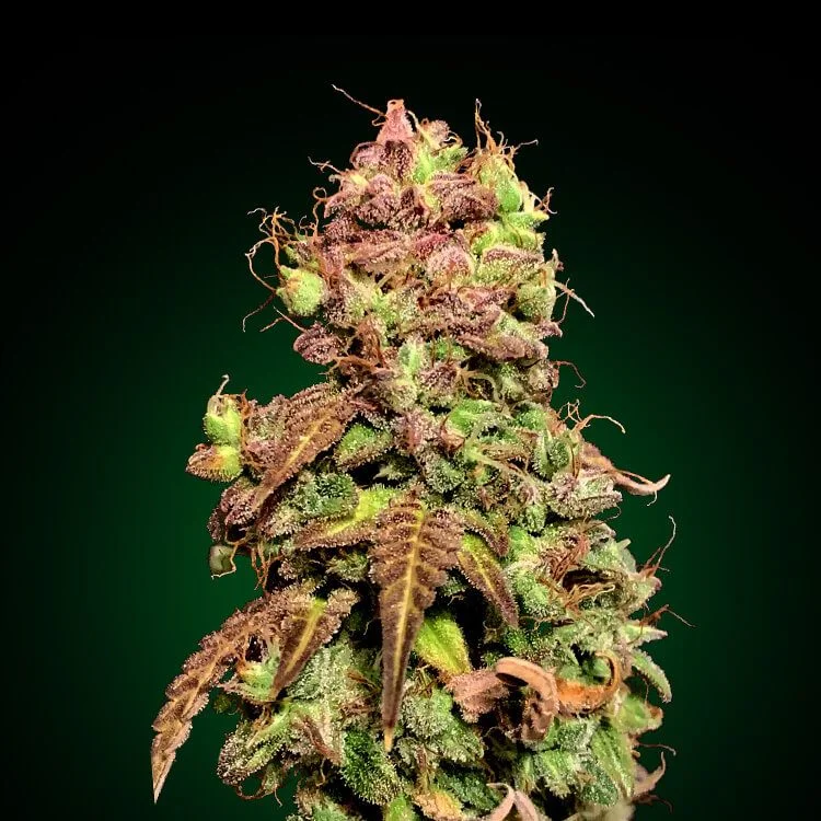 Northern Lights van Seeds Mafia