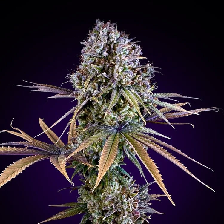 Afghan Kush van Seeds Mafia