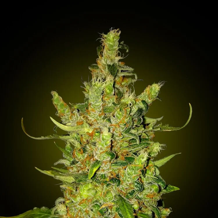 Zkittelz van Seeds Mafia