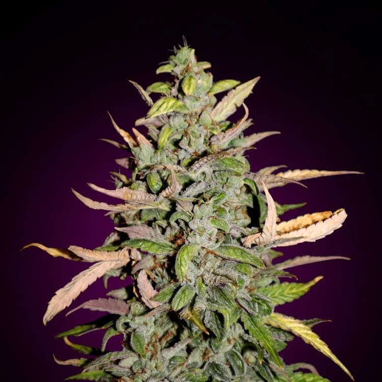Wedding Cake van Seeds Mafia