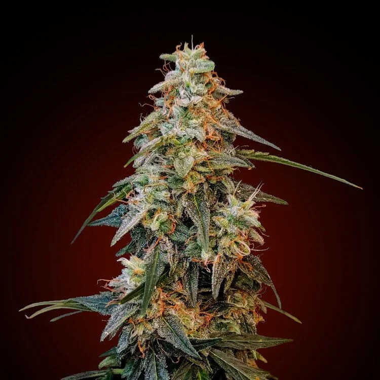 Green Crack van Seeds Mafia