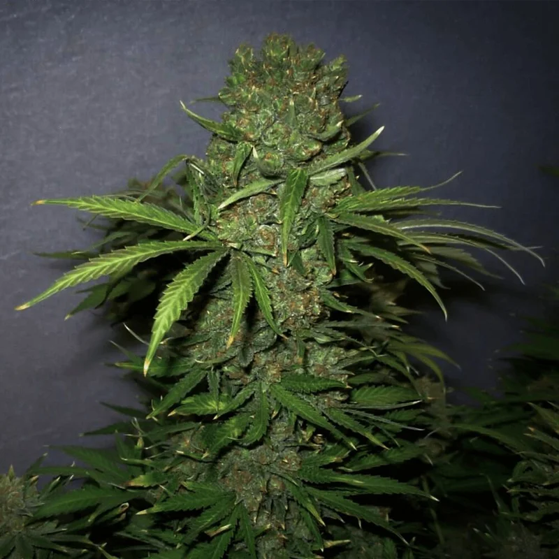 Critical Jack van Seeds Mafia