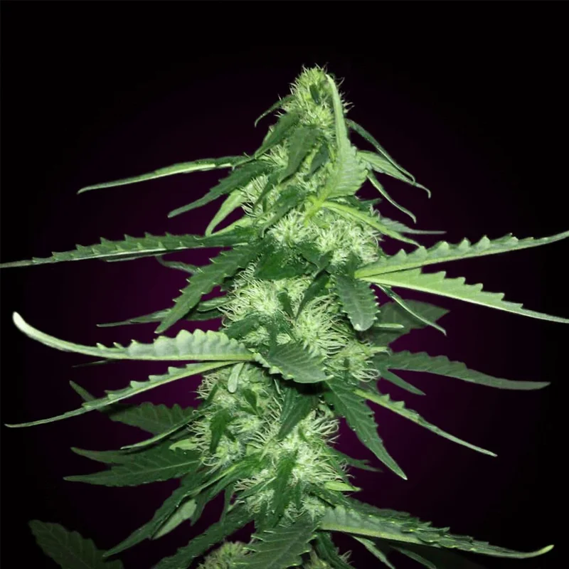 Critical van Seeds Mafia