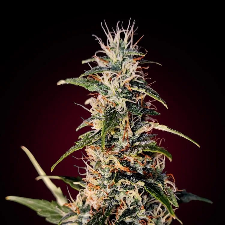Gorilla Glue van Seeds Mafia