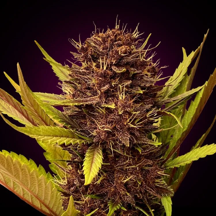Gunmango van Seeds Mafia