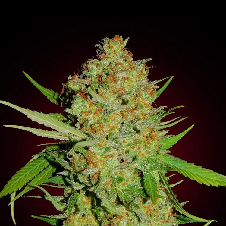 Bubblegum van Seeds Mafia