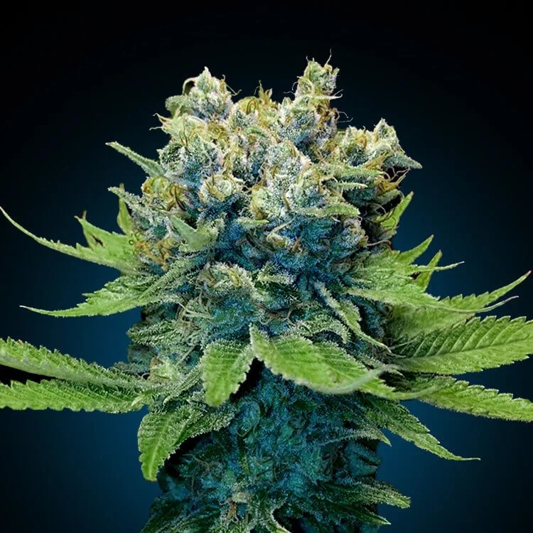 Somango van Seeds Mafia