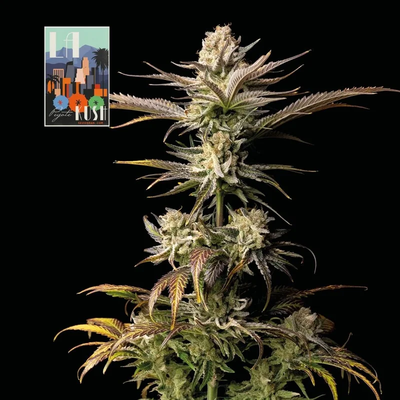 L.A. Peyote Kush van Seedsman