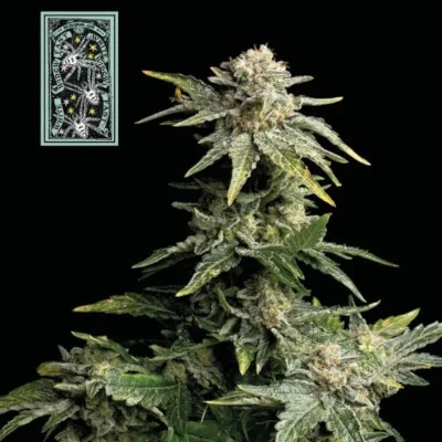 White Widow Fast van Seedsman