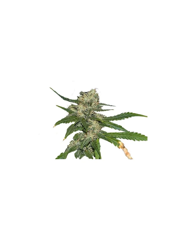 Northern Lights van Seedsman