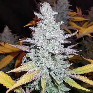 Peyote Forum van Seedsman