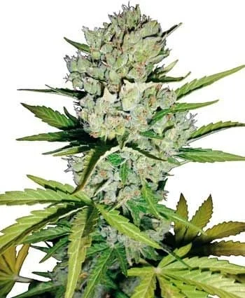 Super Skunk van Seedsman