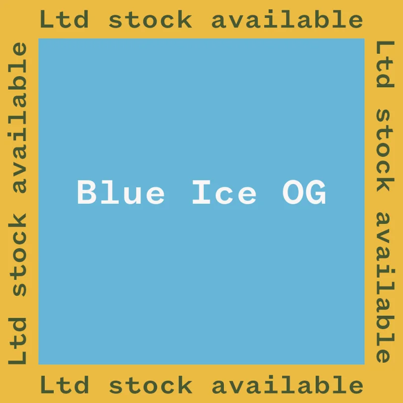 Blue Ice OG van Seedsman