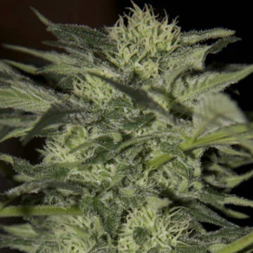 Blueberry van Seedsman