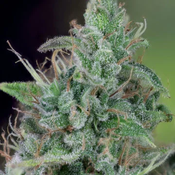 Doctor Seedsman CBD 30:1 van Seedsman