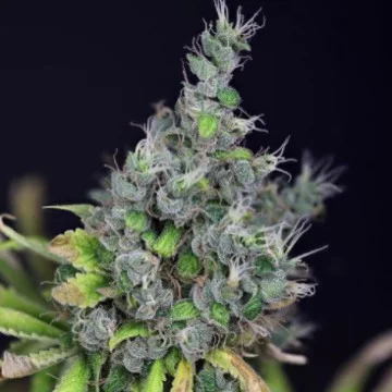Alaskan Purple van Seedsman