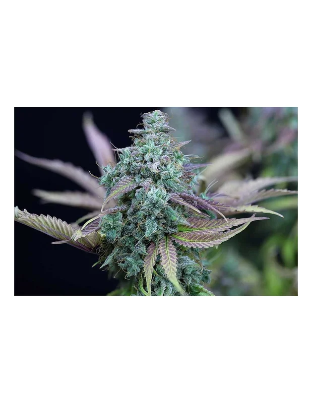 Strawberry Cheesecake van Seedsman