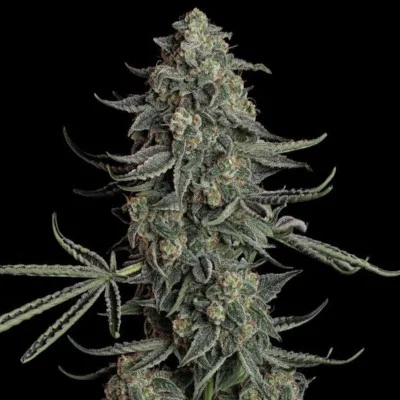 Blue Dream van Seedsman