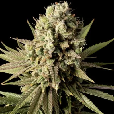 Gorilla Gas F1 Fast van Seedsman