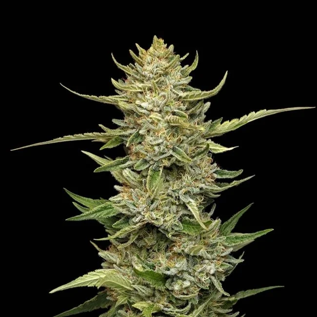 Sour Diesel van Seedsman