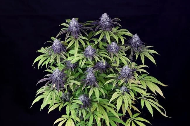 Peyote Wi-Fi CBD 2:1 van Seedsman
