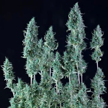 Alaskan Purple van Seedsman