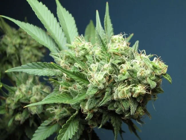 Green Crack van Seedsman