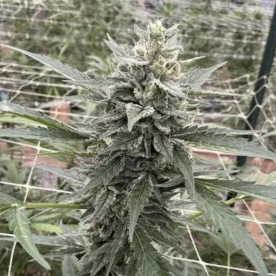 Chem Cookies van Seedsman