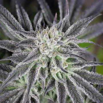 Peyote Gorilla van Seedsman