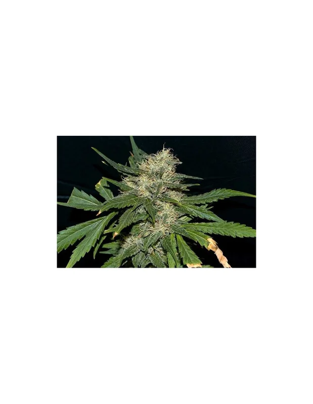 Northern Lights van Seedsman