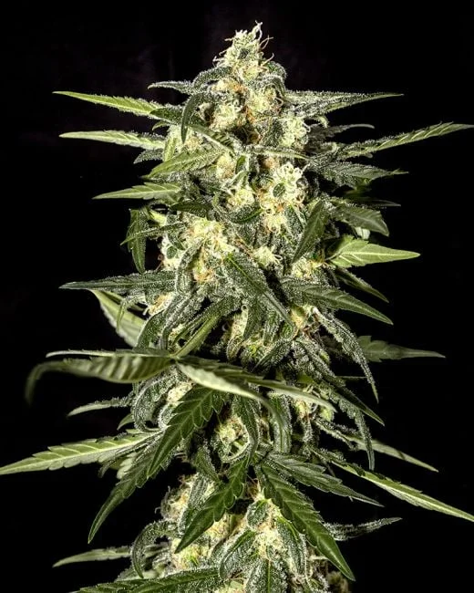 Jack Herer van Seedsman