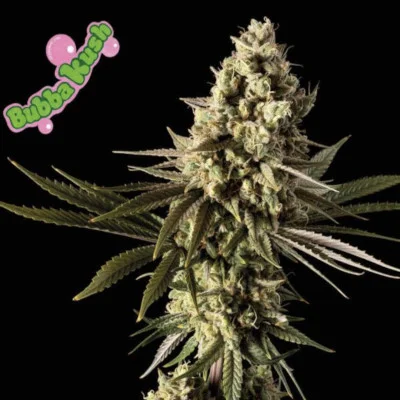 Bubba Kush van Seedsman