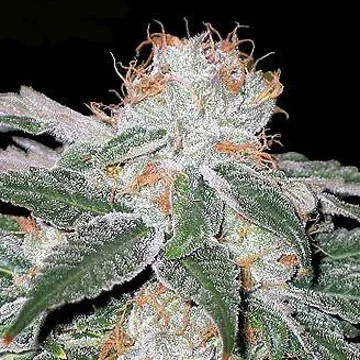 White Widow van Seedsman