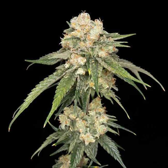 Ice Dream Cake van Seedsman
