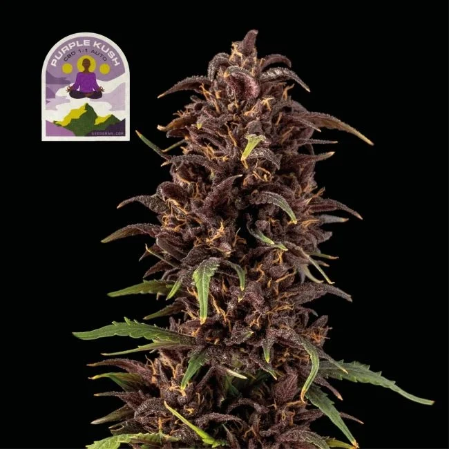 Purple Kush CBD 1:1 van Seedsman