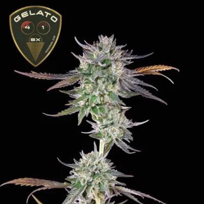 Gelato 41 BX van Seedsman