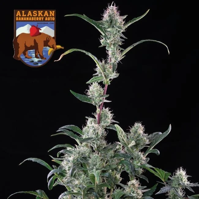 Alaskan Bananaberry van Seedsman