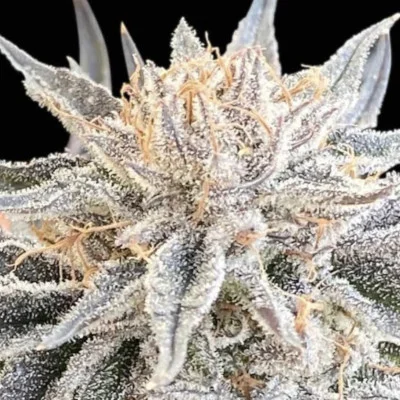 Alaskan Do-Si-Dos van Seedsman