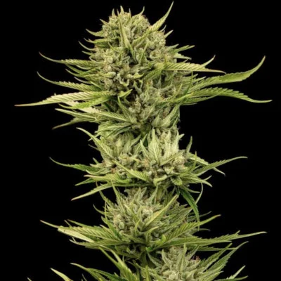 Blueberry Pie F1 Fast van Seedsman